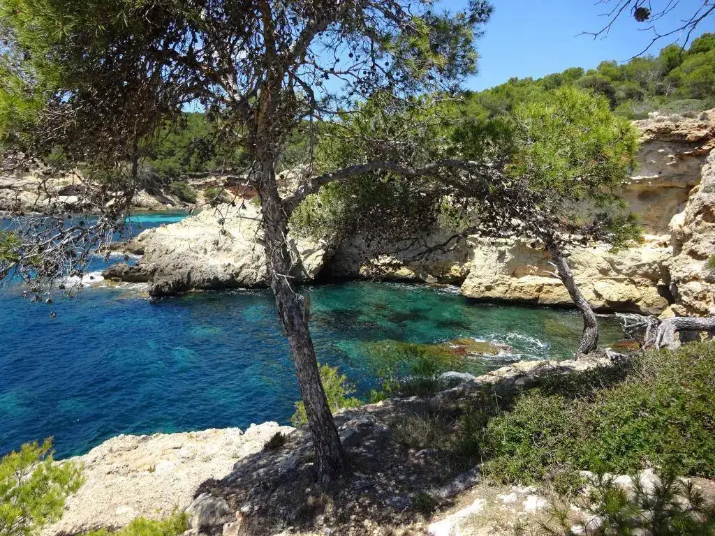 Área Natural de Cap Falcó.webp