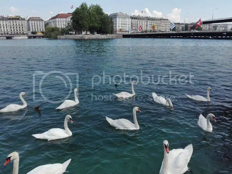 000%20Cisnes%20IMG_20170621_103612.webp