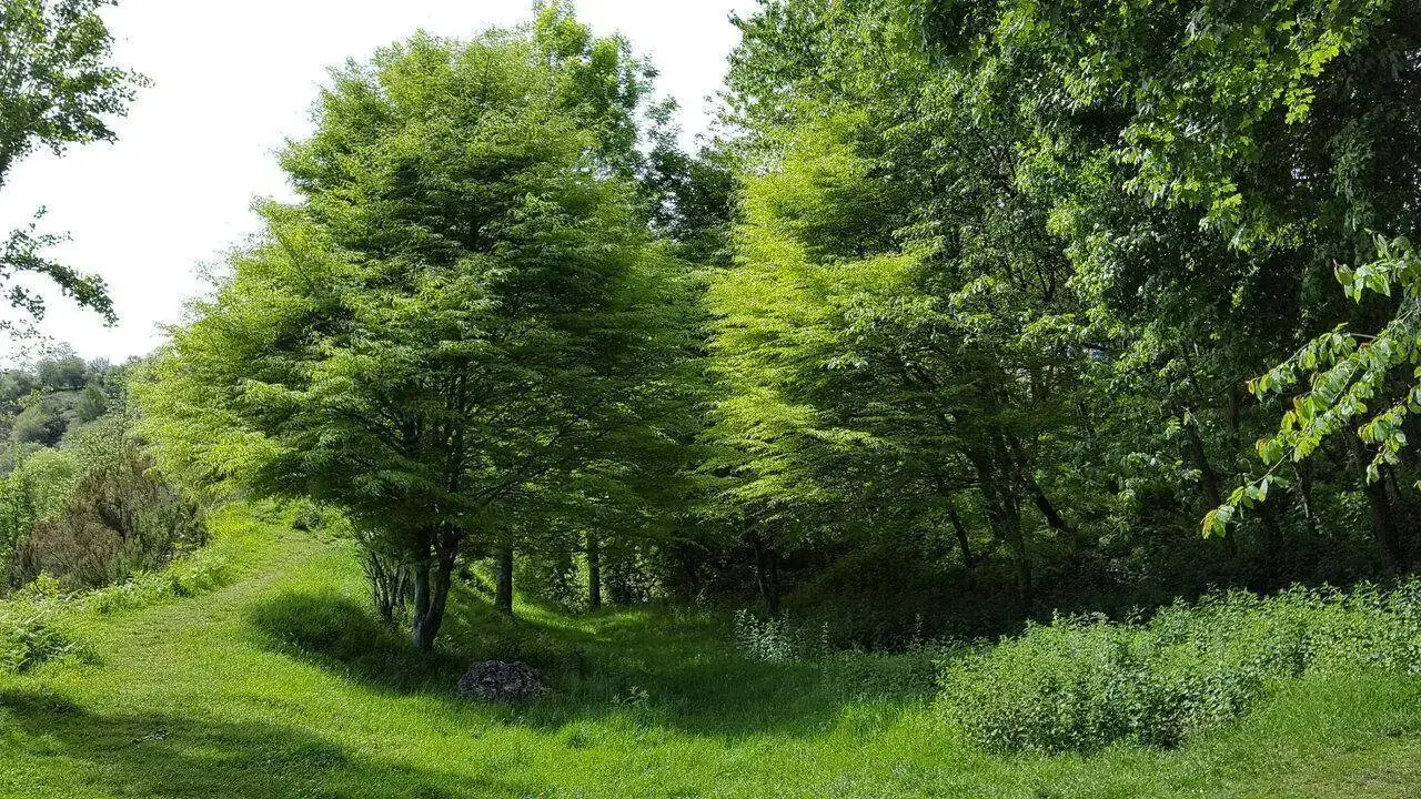 002.webp