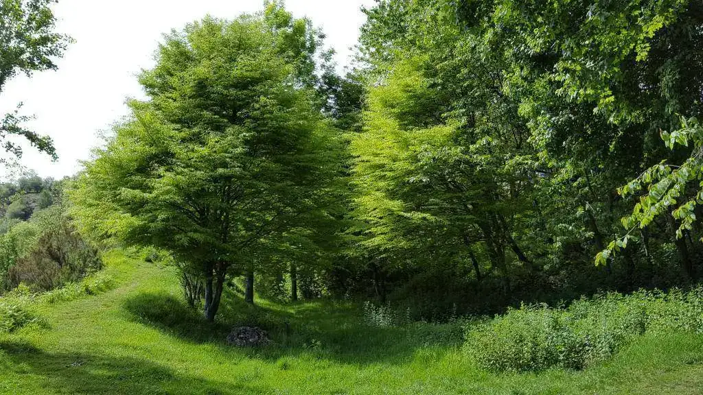 002.webp