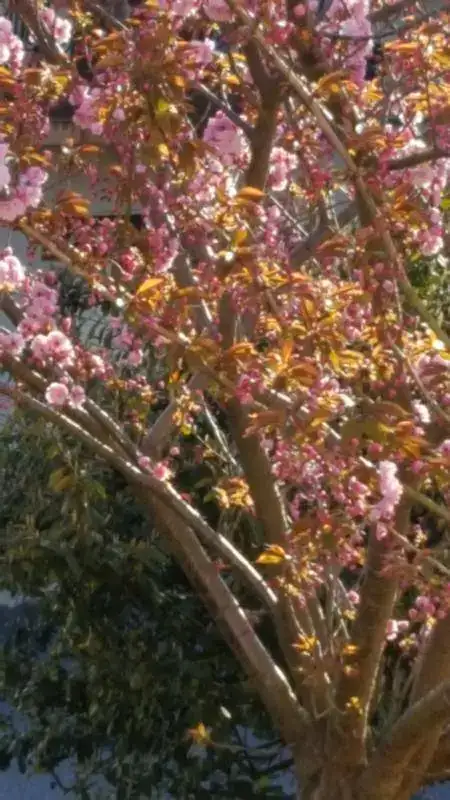 005.webp