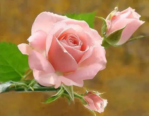 00819602 (1).webp