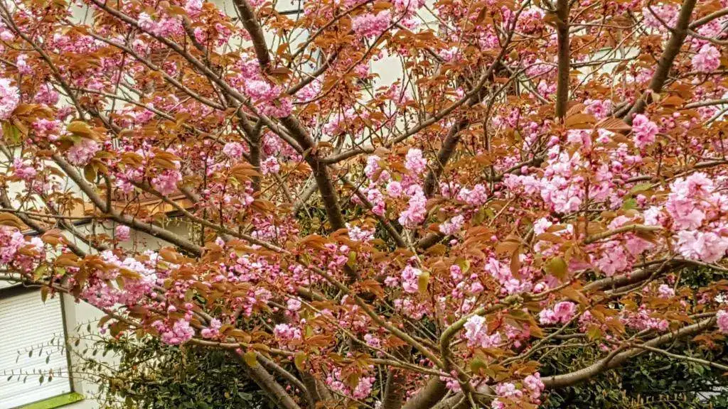 010.webp