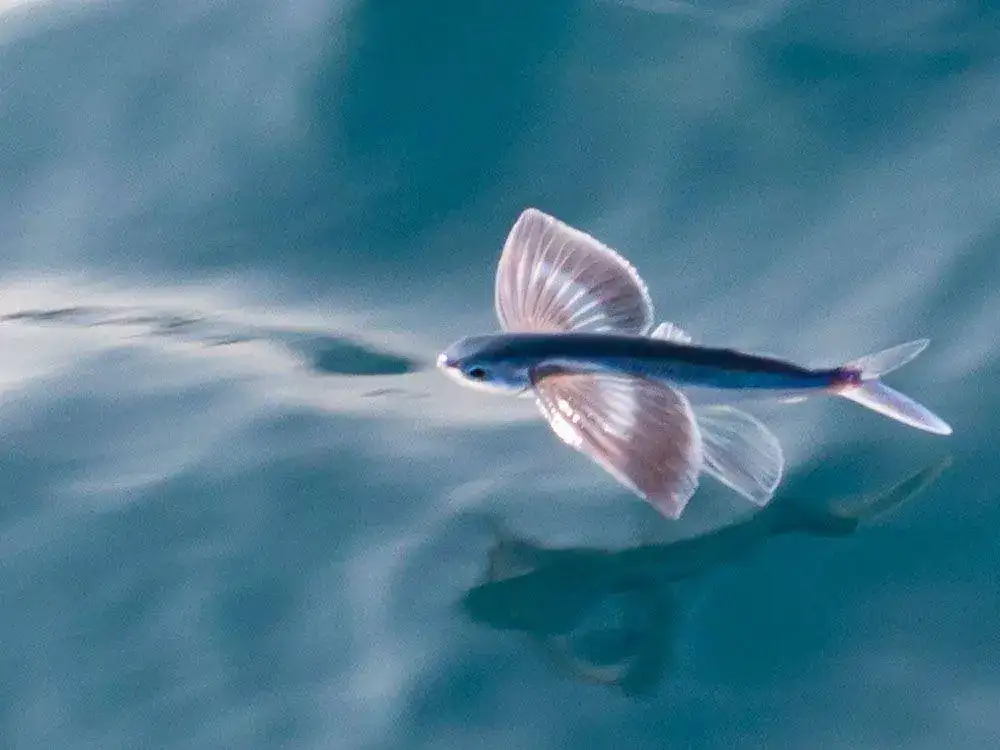 03_fliegender_fisch.webp