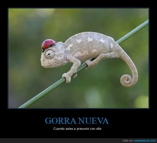 08cbc5a4d0287d294f82fda7adb_un_camaleon_con_estilo.webp