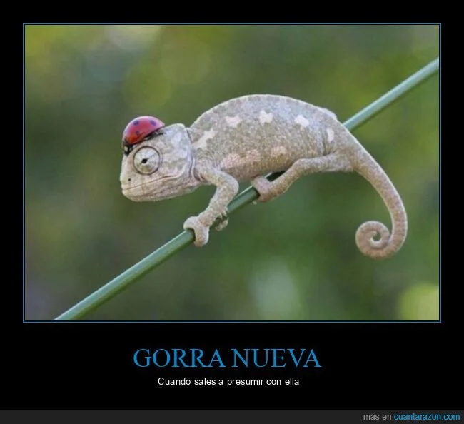 08cbc5a4d0287d294f82fda7adb_un_camaleon_con_estilo.webp