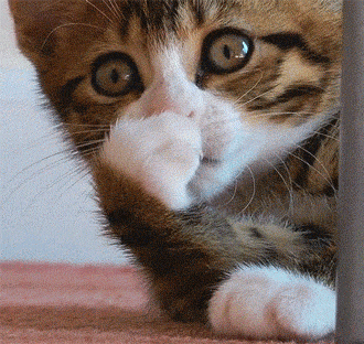 0f9f98199e08a4f046d8047ded64f0791b2c65eb.gif
