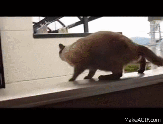 0lrzDe.gif