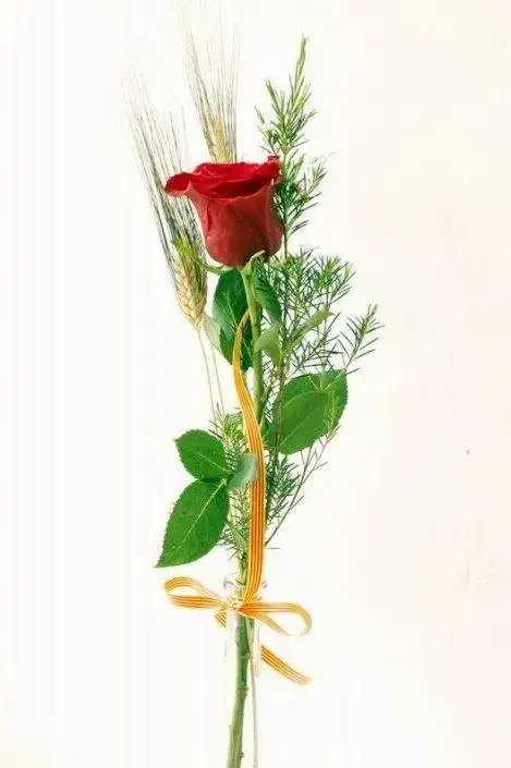 1-rosa-roja-dia-de-sant-jordi.webp