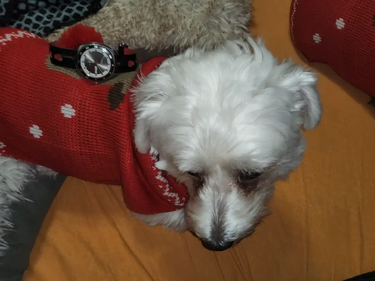 1000000548.webp