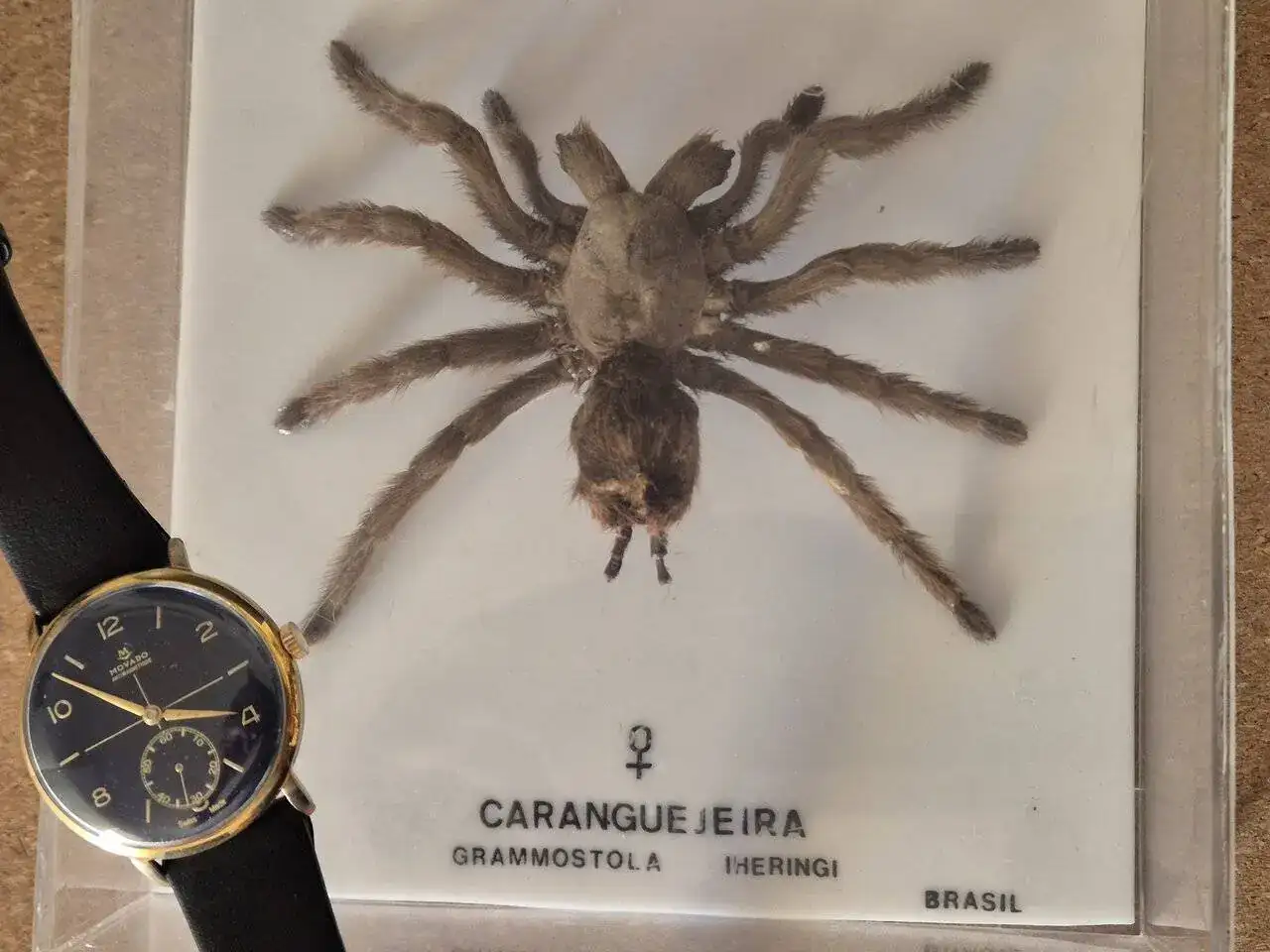 1000006102.webp
