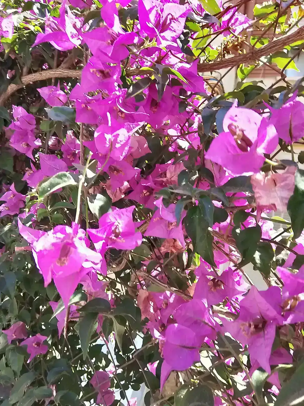1000034183.webp