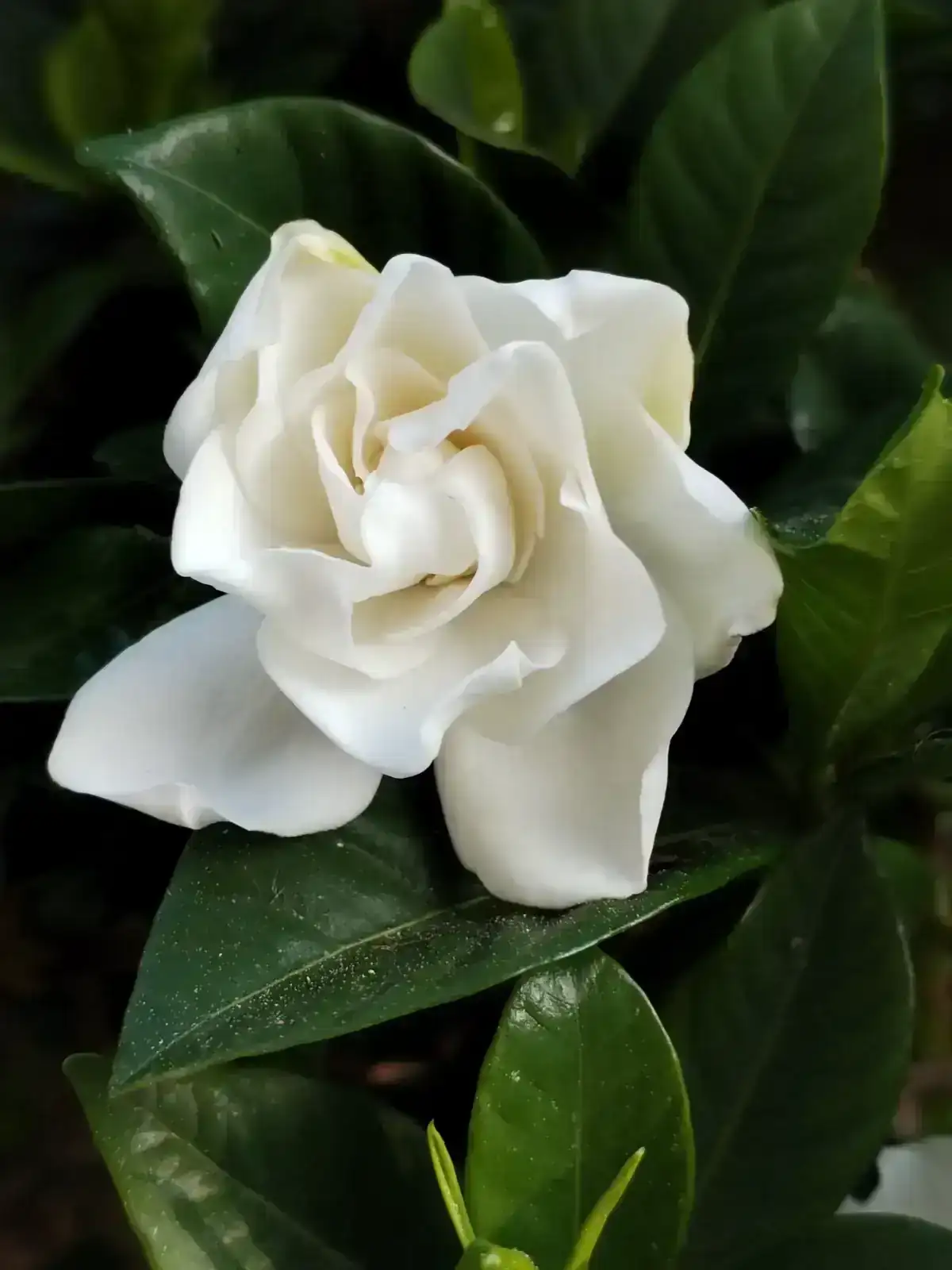 1000150134.webp