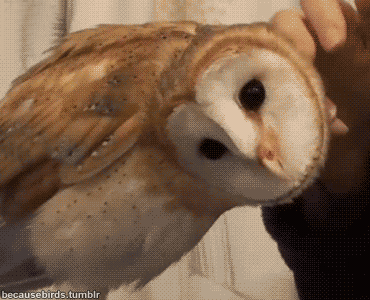 1000326793.gif