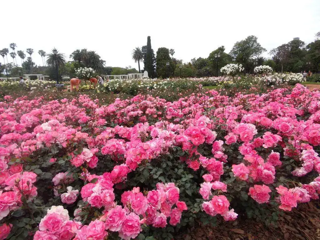 100_6717.webp