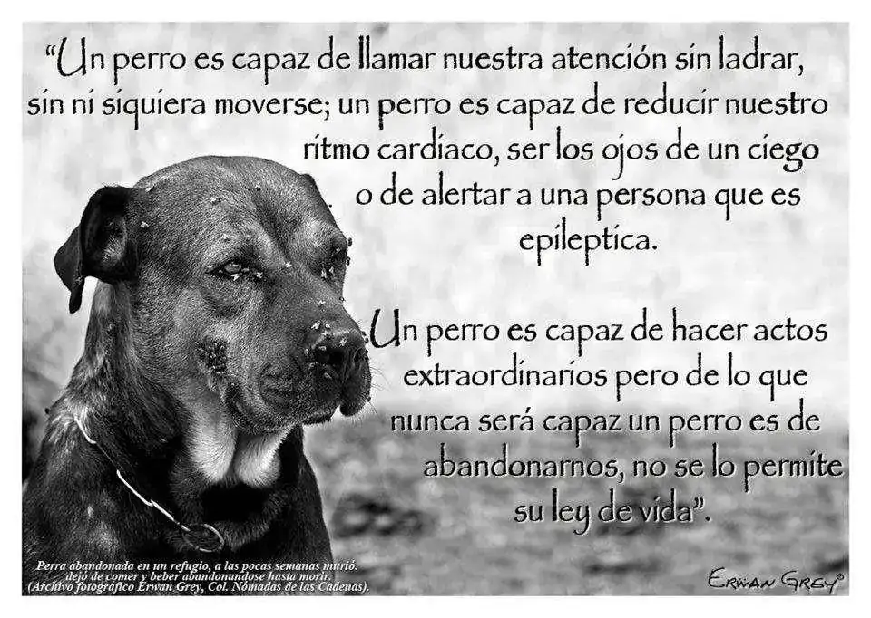 10925891903_d9cf9ab9ed_b.webp