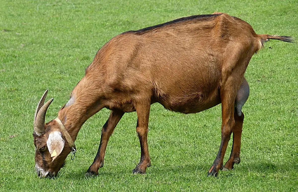 1200px-She-goat_J1.webp