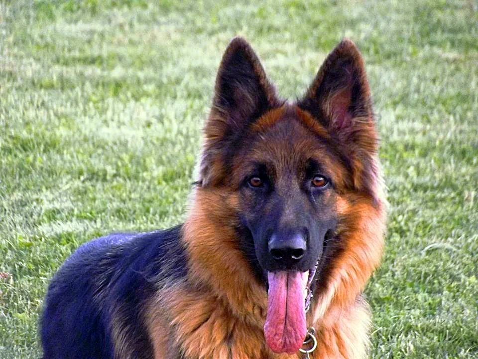 1229946_519753468106898_598610262_n (1).webp