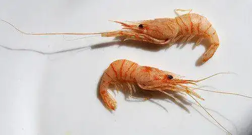 13207189183_e65be26cac.webp