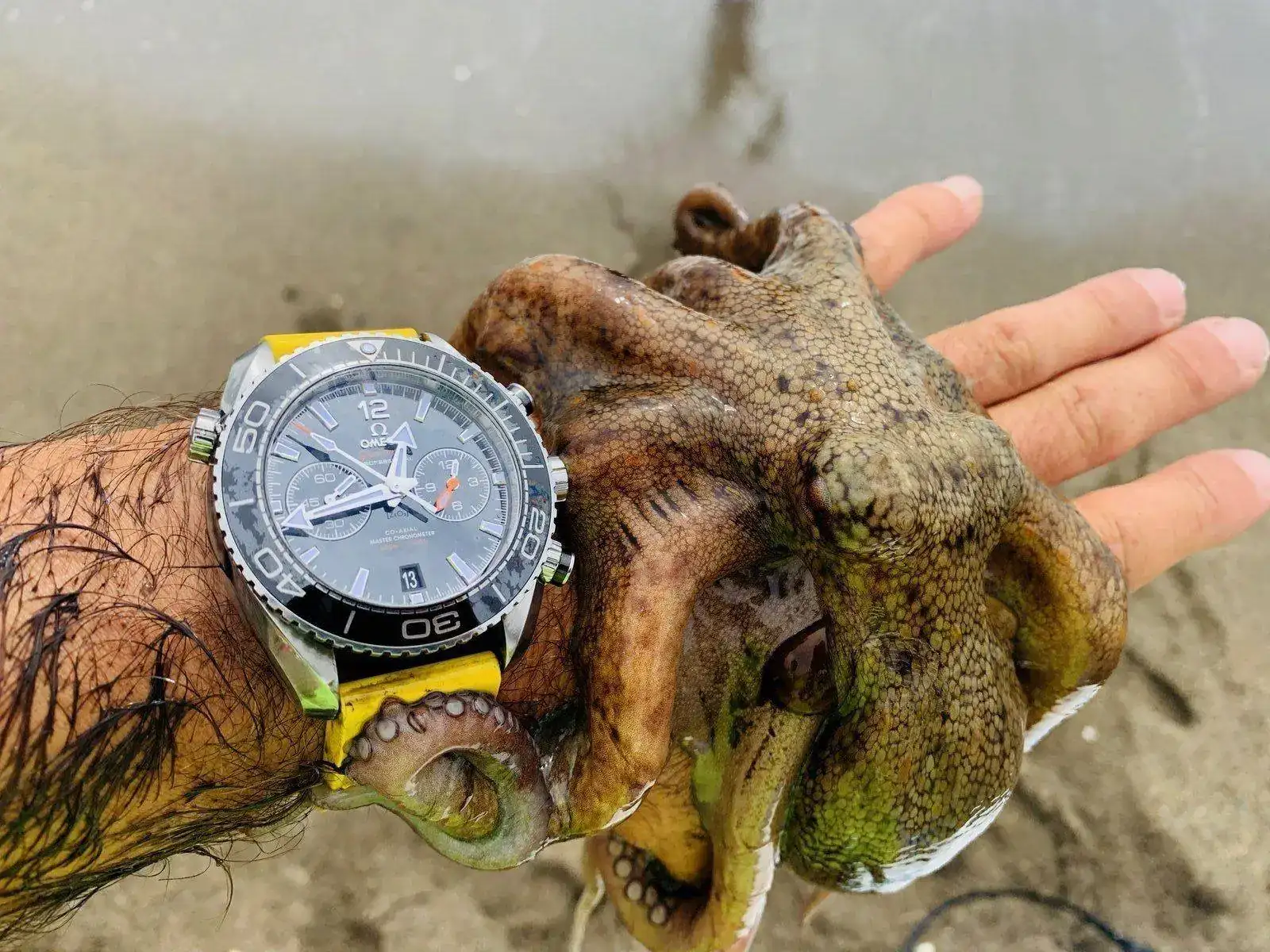 (14) Gusdiver - SM pulpo.jpeg