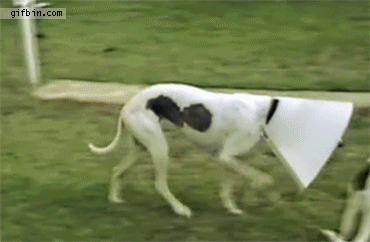 14819125-5-C15-4-A09-9717-3923-E2-C6-F0-C9.gif