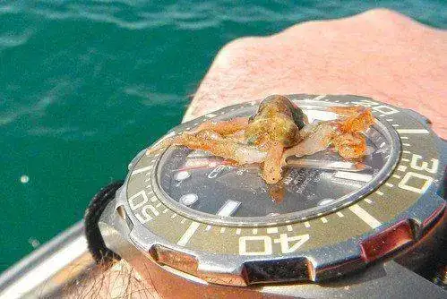 16511996985_9078fdd692.webp