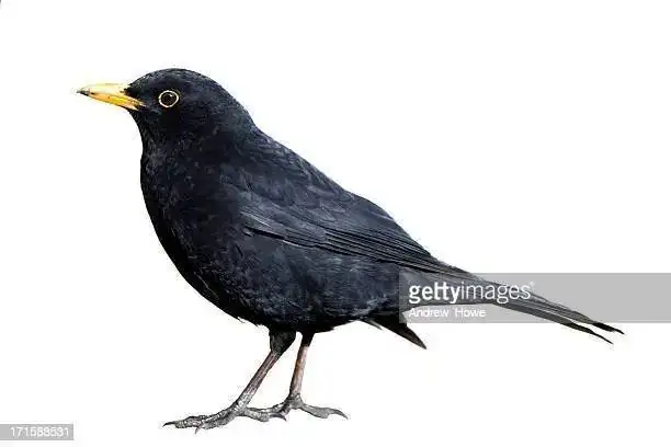 1664798906753.webp