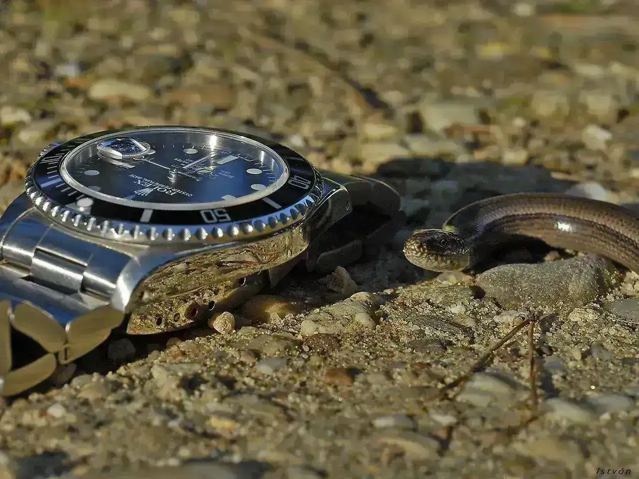 16800-snake2.webp