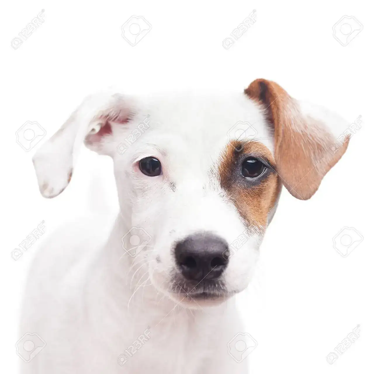 1712483061563.webp