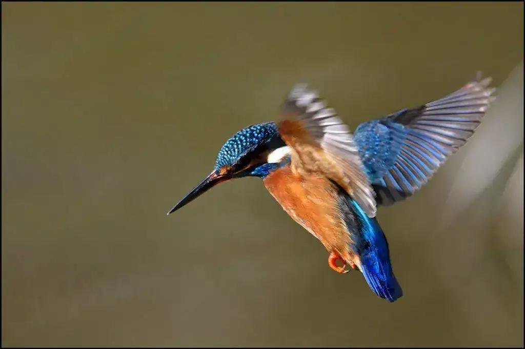 17277105782_afae80d51f_b.webp