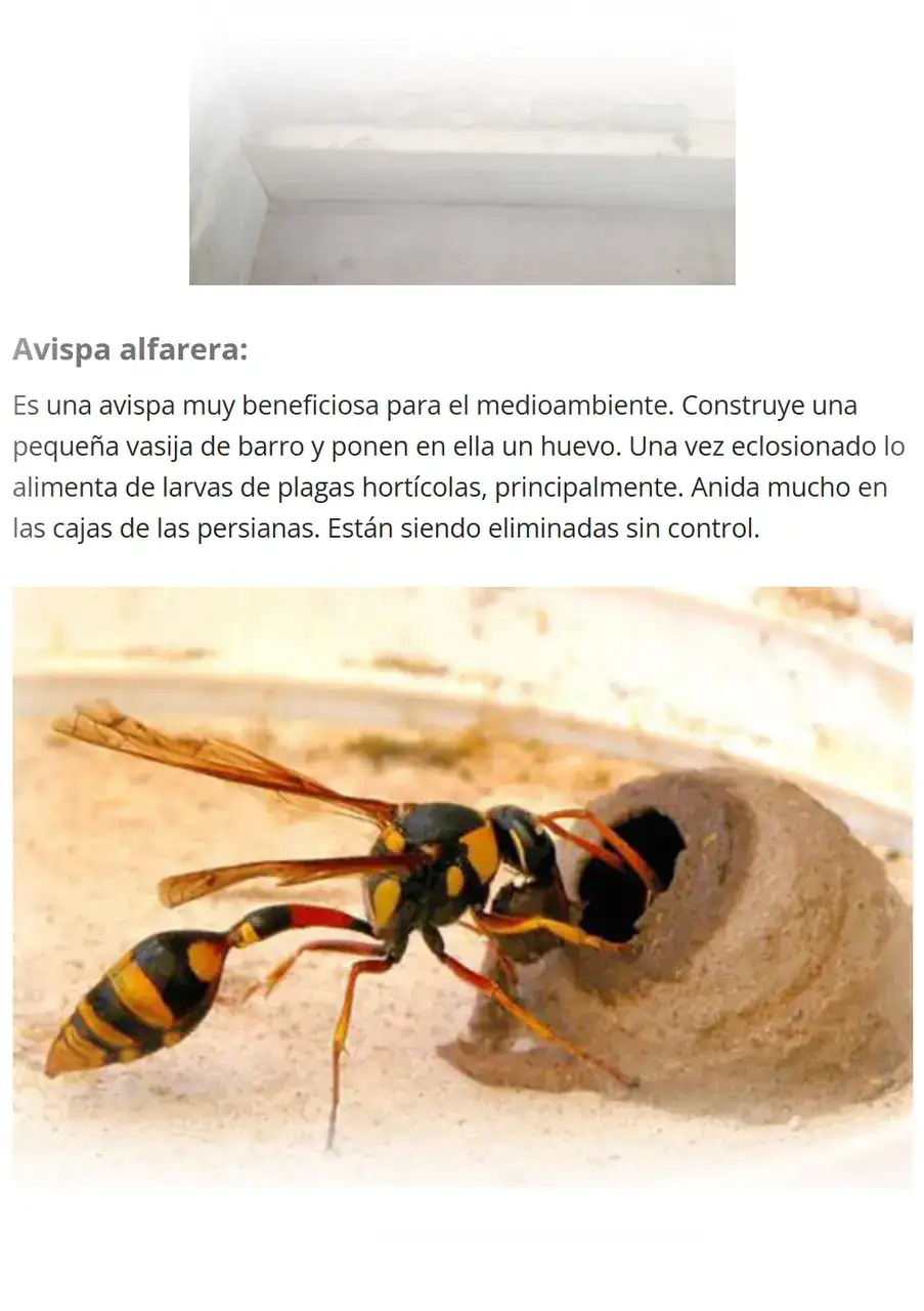 1731089326892.webp