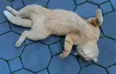 1786186476944.webp