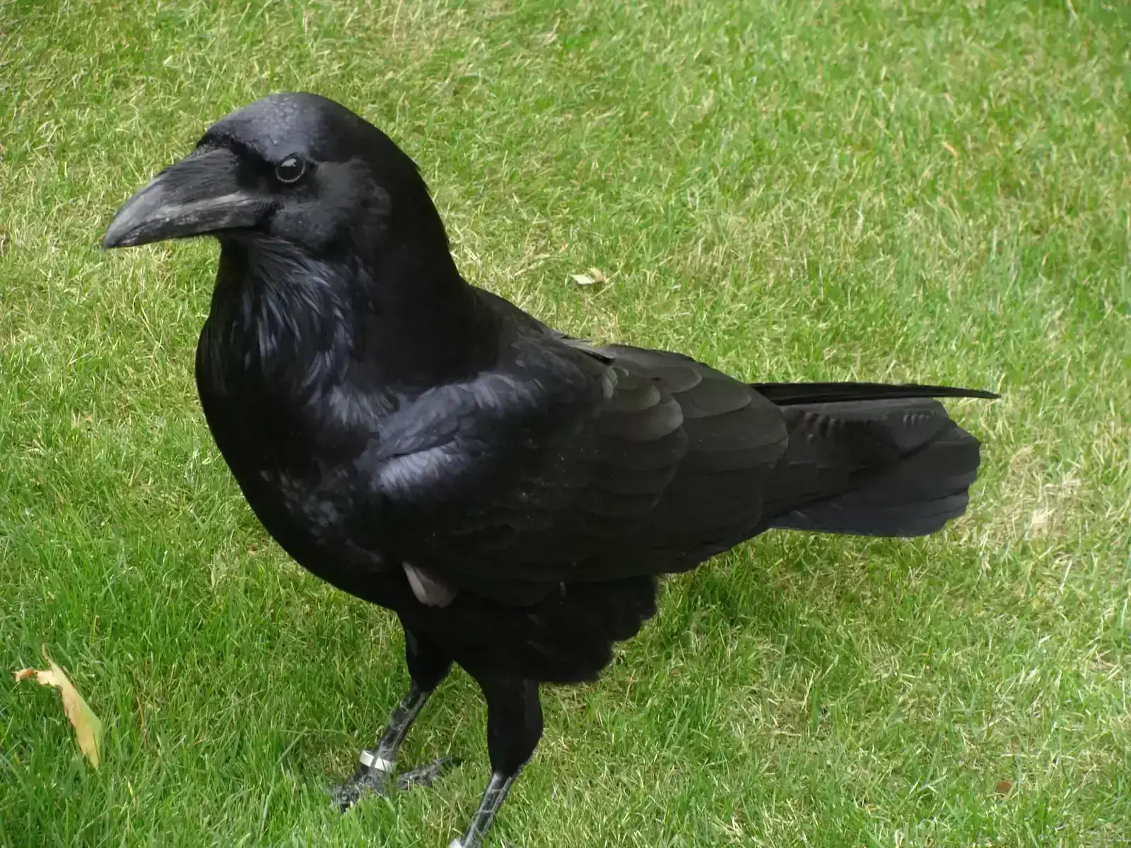 1789806294460.webp