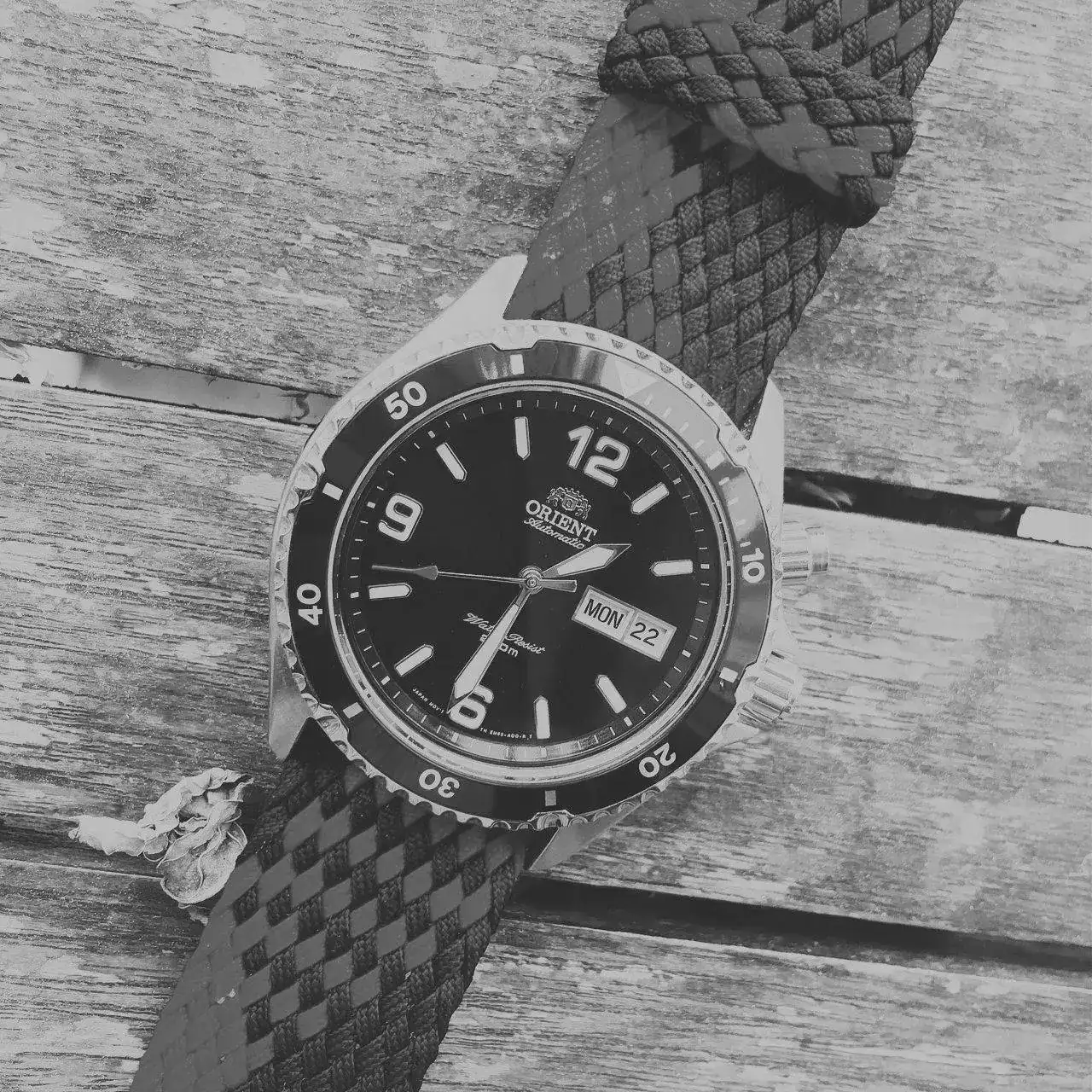 19072270 205 ORIENT MAKO I FEM65003DV.webp