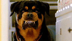 1gawuw1oa3fs6w55xm9v21ymtajnx6lx9pszvqr5&rid=giphy.gif