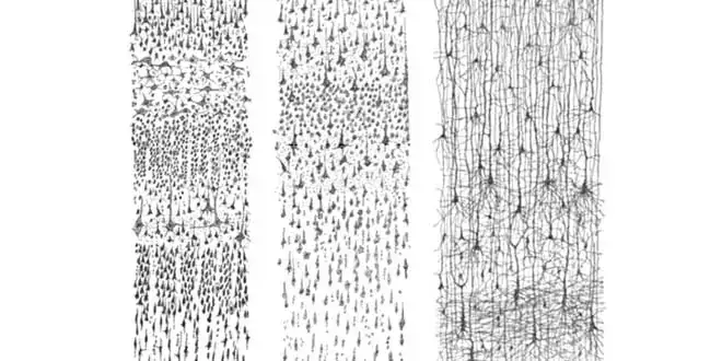 2 dibujos ramon y cajal.webp