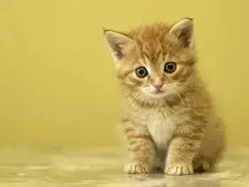 20071025122840-gatito.webp