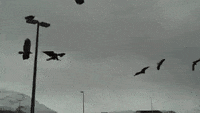 200w.gif