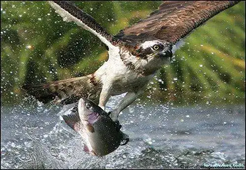 20110510163256-aguila-pescadora.webp