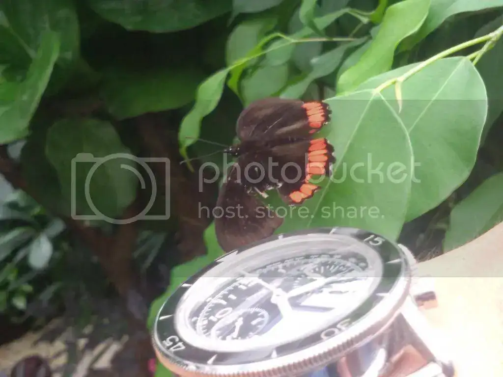 20140803_153207_zps6pc4bhr8.webp
