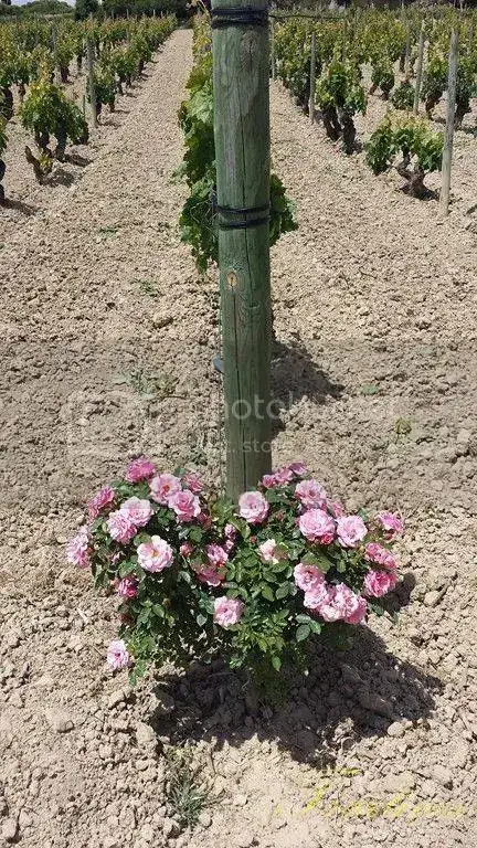 20150526_133255%20Copiar_zpsriw7wh6c.webp