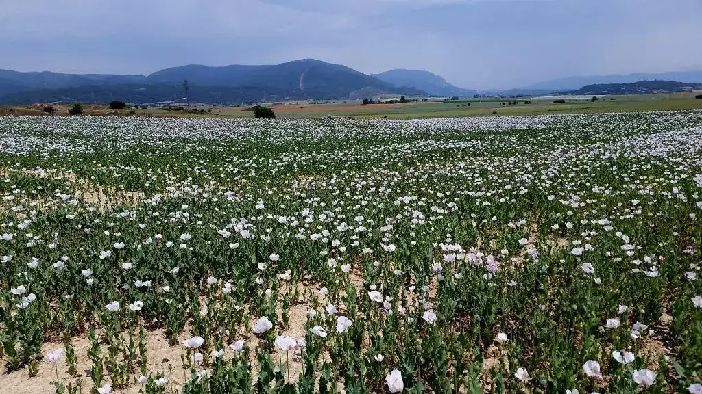 20170602_124421.webp