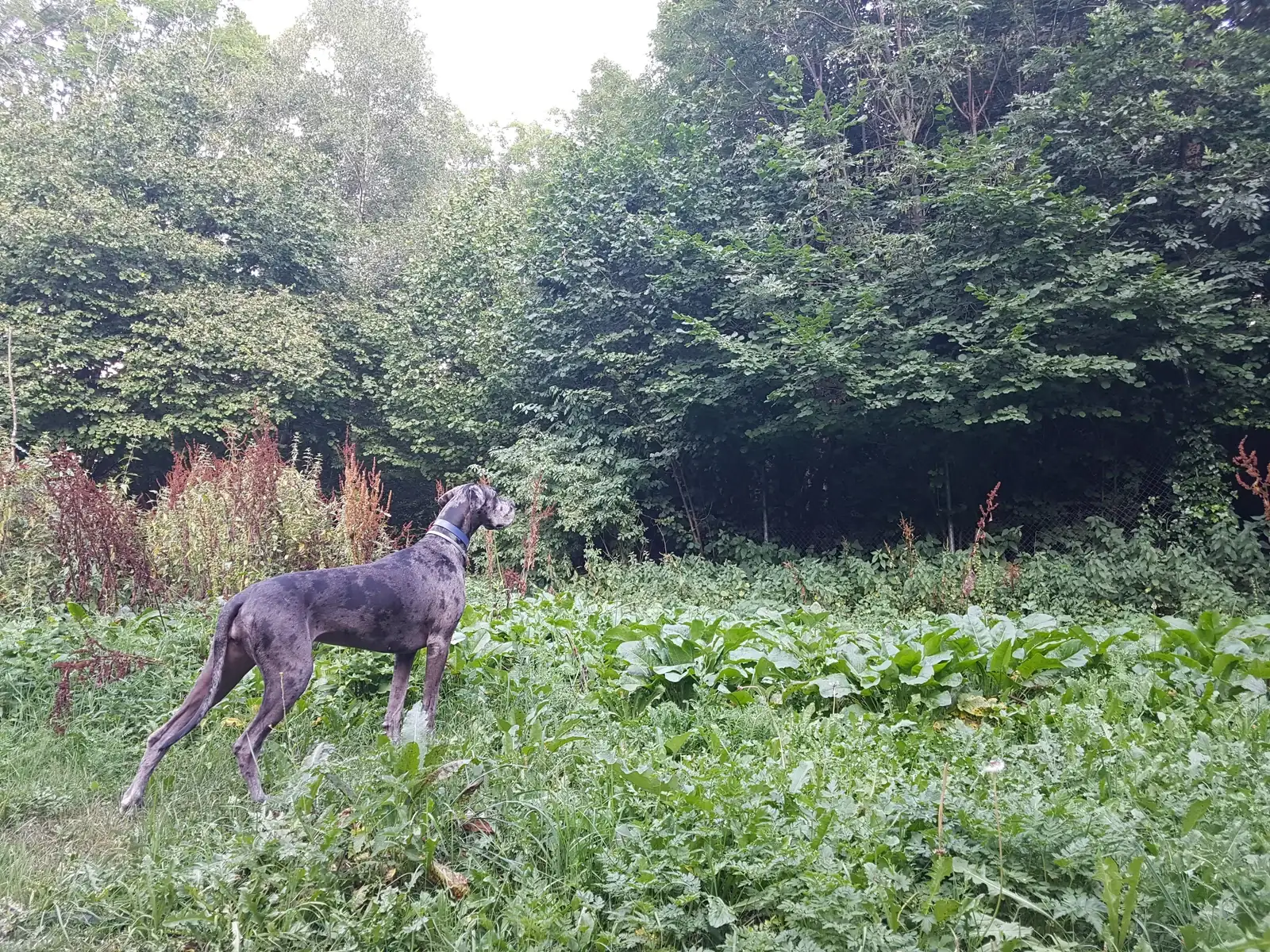 20180731_195026.webp
