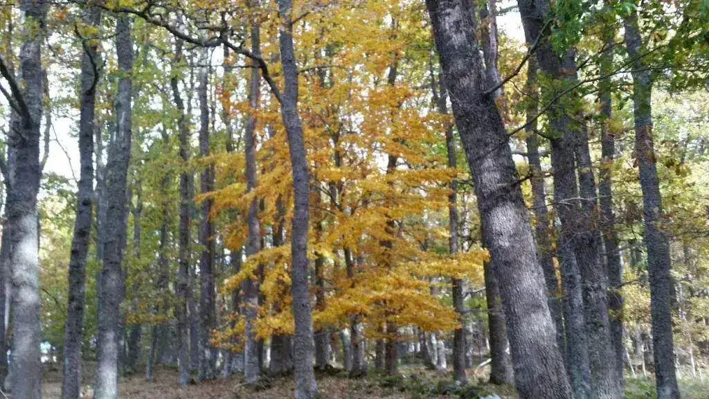 20181111_095407.webp