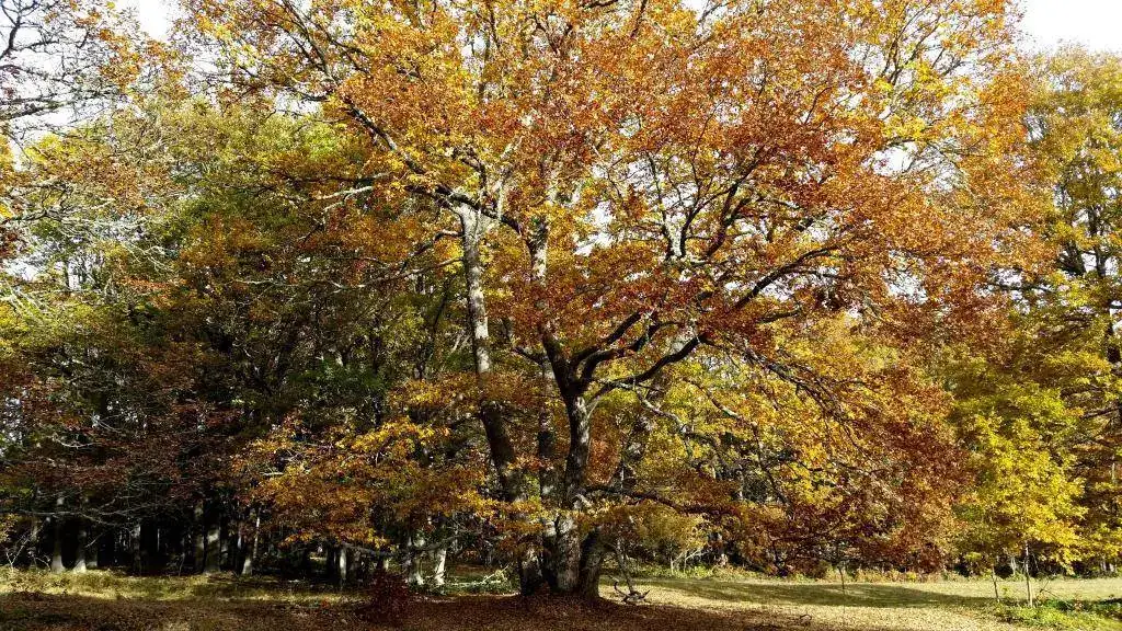 20181111_095532.webp