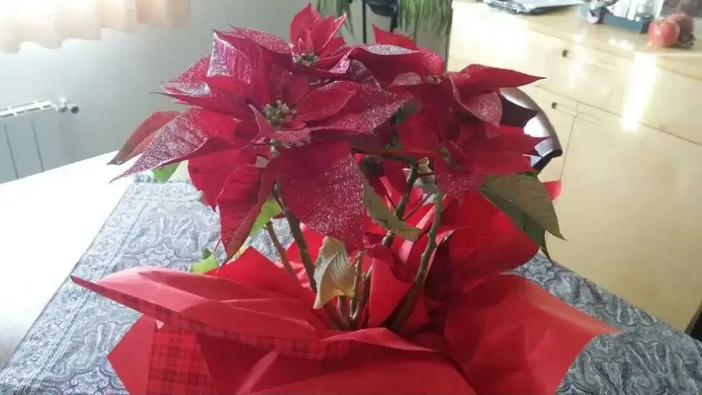 20181225_091123.webp