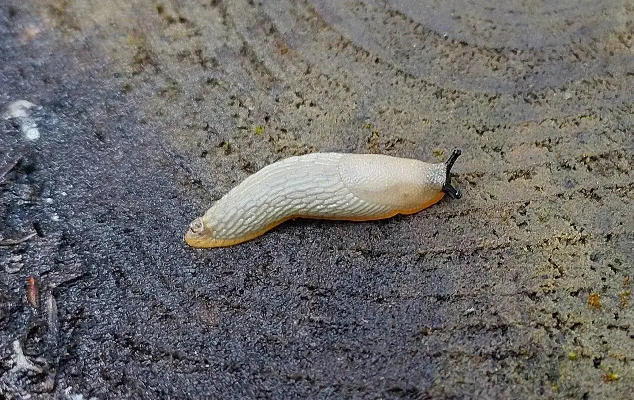 20240516_105631 Arion intermedius.webp