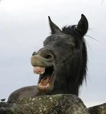 2327739304_29d20feba8.webp