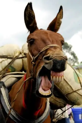 2408945007_f1a87c8f66.webp