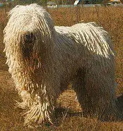 245px-Komondor_delvin.webp